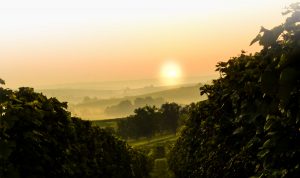 Weinberge Partenheim Rheinhessen